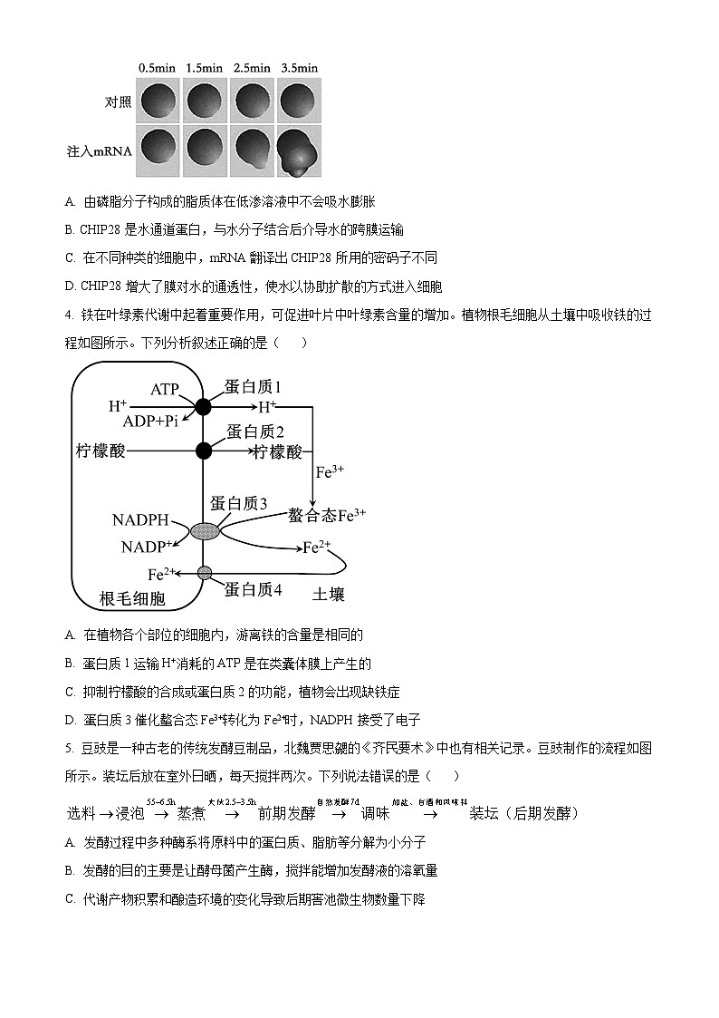重庆市璧山来凤中学等多校联考2023-2024学年高三下学期3月月考生物试卷（Word版附解析）02