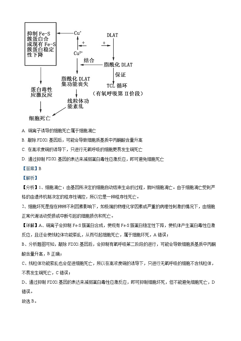 2024届山东省泰安市高三下学期一模生物试题03