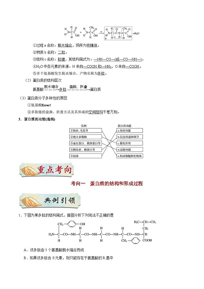 最新高考生物考点一遍过讲义 考点04 细胞中的蛋白质02