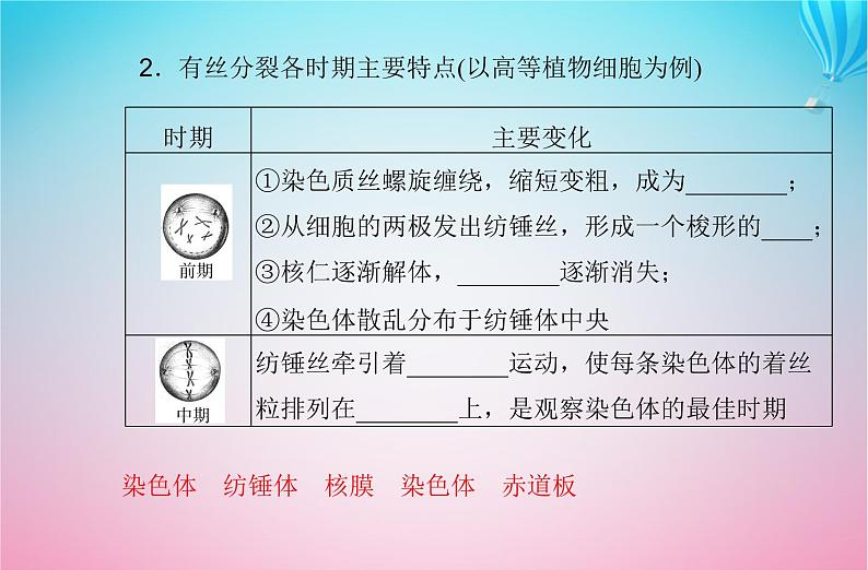 2024届高考生物学业水平测试复习专题五细胞的生命历程课件第5页