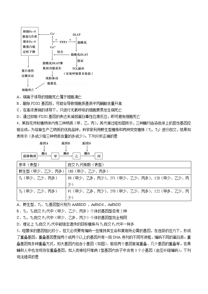 2024届山东省泰安市高三一模生物试题第2页