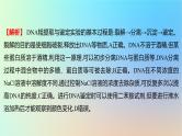 2025版高考生物一轮复习真题精练第十一章生物技术与工程第41练基因工程及生物技术的安全性和伦理问题课件