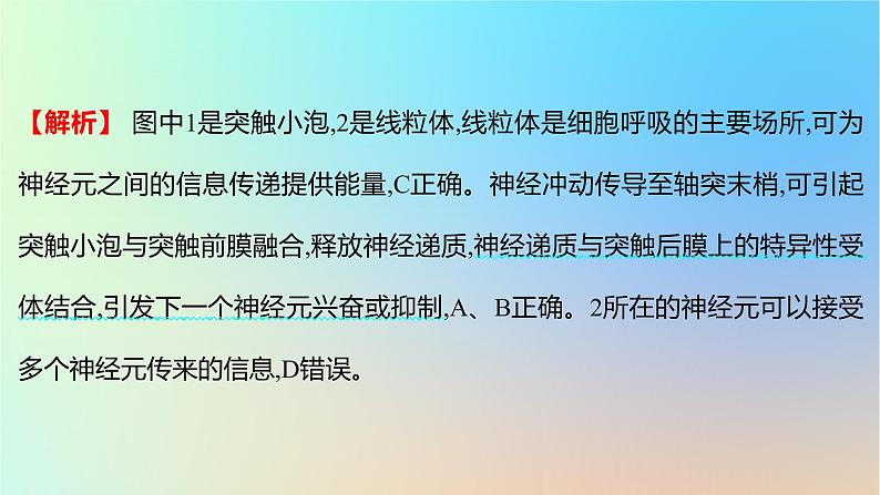 2025版高考生物一轮复习真题精练第八章动物生命活动的调节第28练神经调节课件05