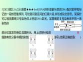 2025版高考生物一轮复习真题精练第七章生物的变异与进化第24练生物变异的类型课件