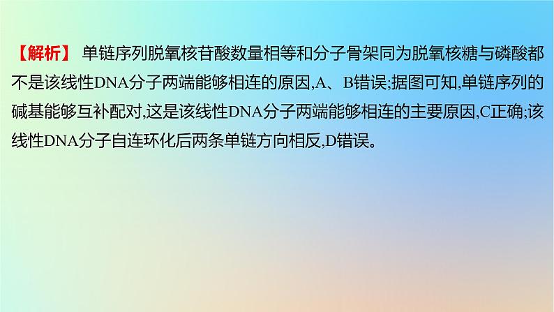 2025版高考生物一轮复习真题精练第六章遗传的分子基础第22练DNA的结构与复制课件第7页