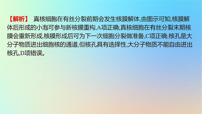 2025版高考生物一轮复习真题精练第四章细胞的生命历程第12练细胞的增殖课件07