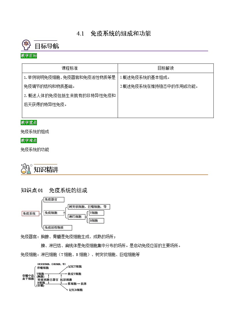 4.1 免疫系统的组成和功能-高二生物同步精品讲义（人教版选择性必修1）01