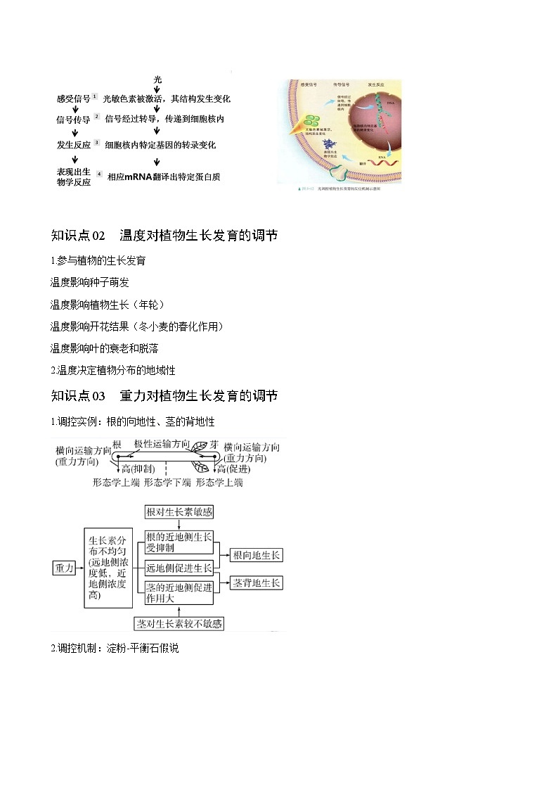 5.4 环境因素参与调节植物的生命活动-高二生物同步精品讲义（人教版选择性必修1）03