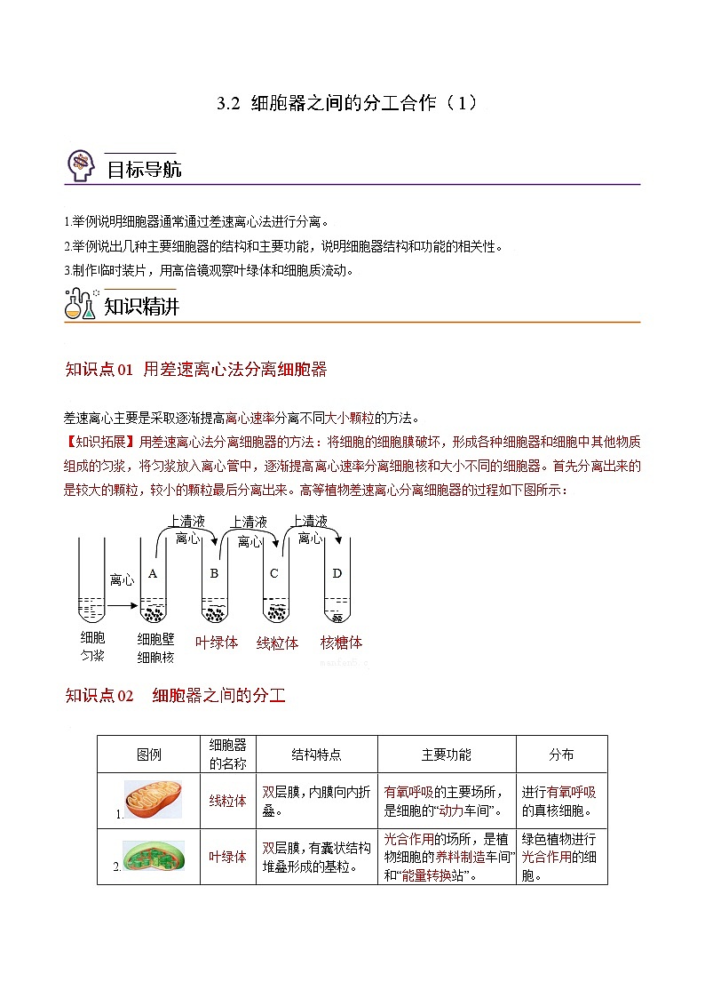 3.2 细胞器之间的分工合作（第1课时）-高一生物同步精品讲义（人教必修1）01