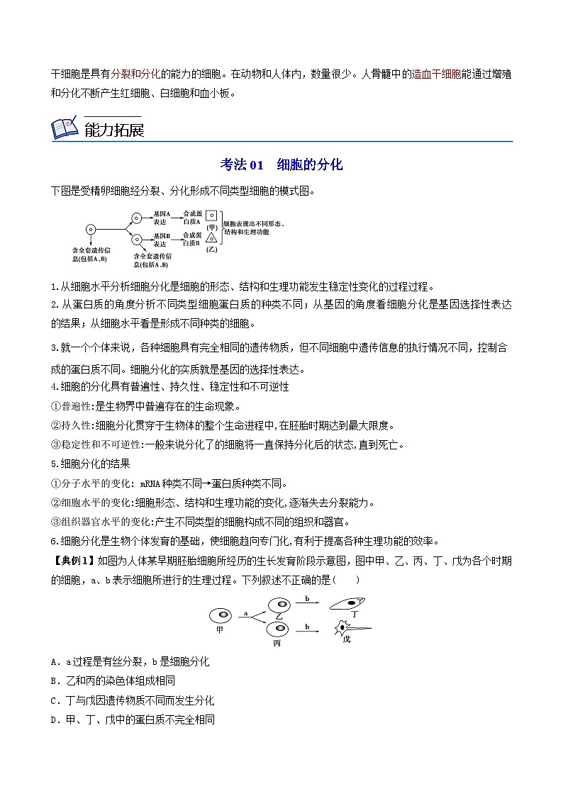 6.2 细胞的分化-高一生物同步精品讲义（人教必修1）02