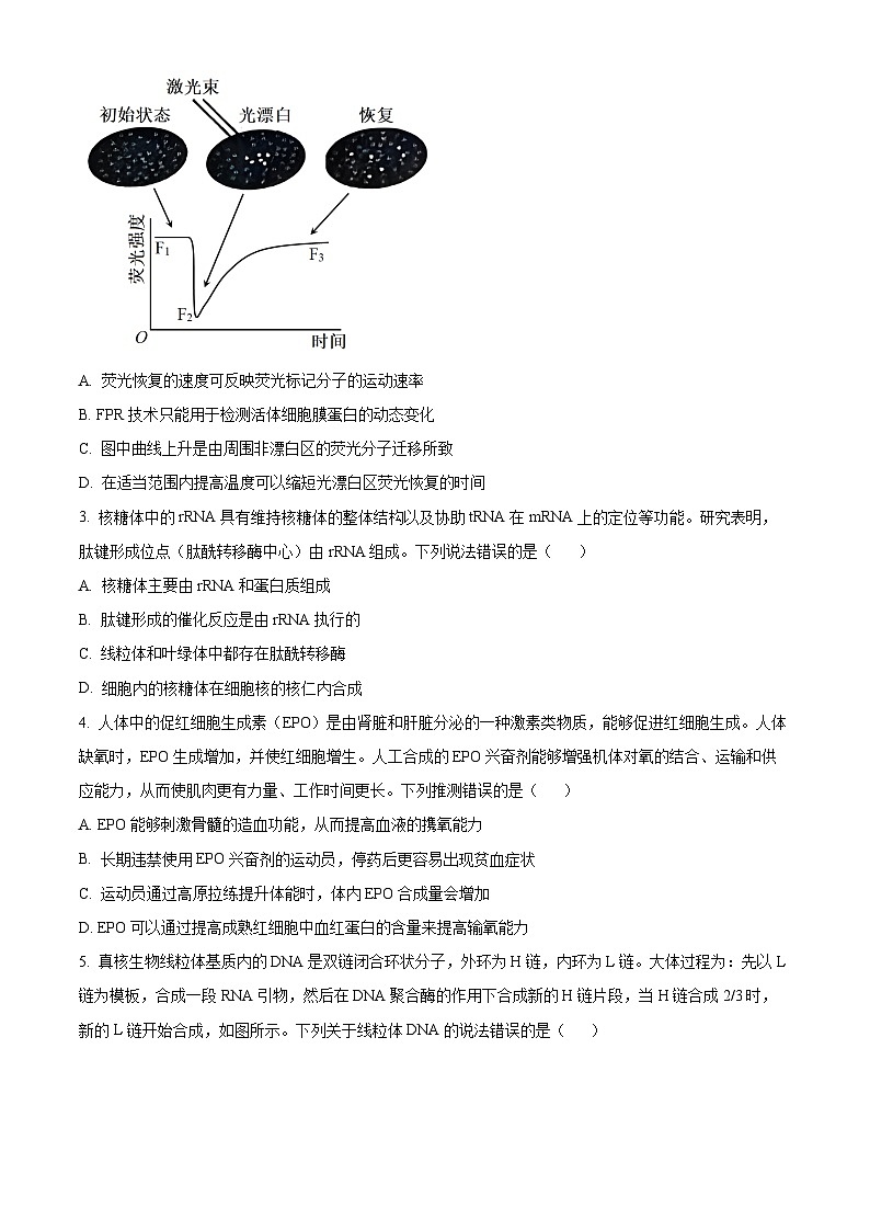 2024届山东省青岛市高三下学期第一次适应性检测（青岛一模）生物02