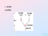 2024春新教材高中生物第1章遗传因子的发现第2节孟德尔的豌豆杂交实验二第1课时自由组合定律的发现课件（人教版必修2）