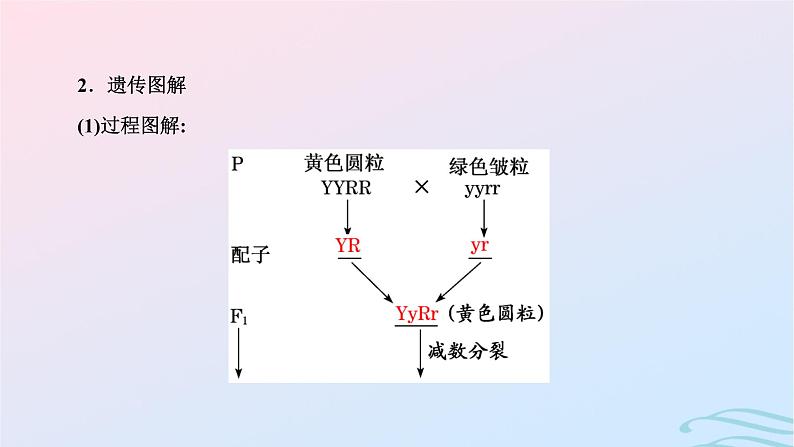 2024春新教材高中生物第1章遗传因子的发现第2节孟德尔的豌豆杂交实验二第1课时自由组合定律的发现课件（人教版必修2）第5页