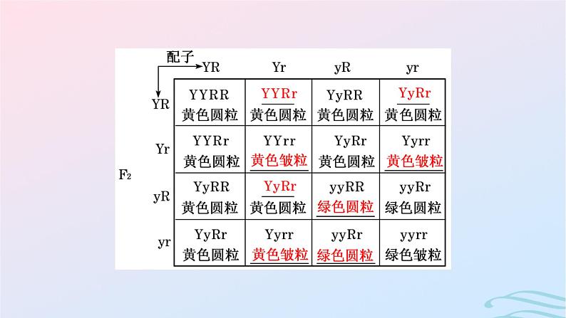 2024春新教材高中生物第1章遗传因子的发现第2节孟德尔的豌豆杂交实验二第1课时自由组合定律的发现课件（人教版必修2）第6页