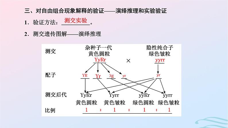 2024春新教材高中生物第1章遗传因子的发现第2节孟德尔的豌豆杂交实验二第1课时自由组合定律的发现课件（人教版必修2）第8页