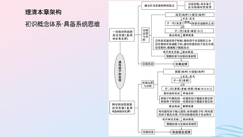 2024春新教材高中生物第1章遗传因子的发现第1节孟德尔的豌豆杂交实验一第1课时分离定律的发现课件（人教版必修2）02