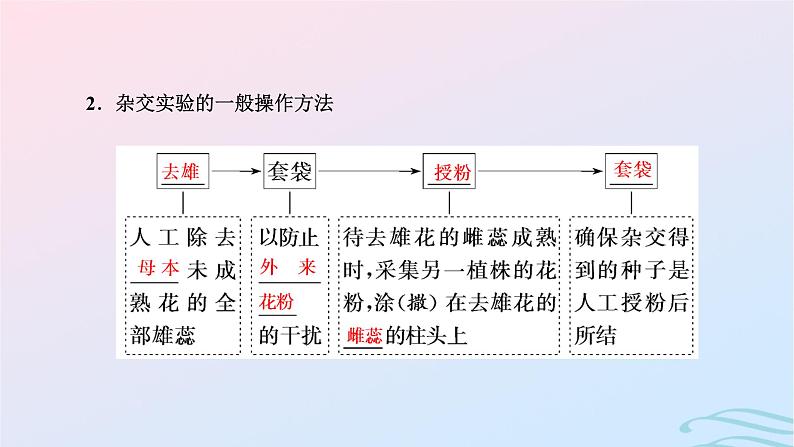 2024春新教材高中生物第1章遗传因子的发现第1节孟德尔的豌豆杂交实验一第1课时分离定律的发现课件（人教版必修2）05