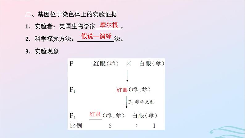 2024春新教材高中生物第2章基因和染色体的关系第2节基因在染色体上课件（人教版必修2）04