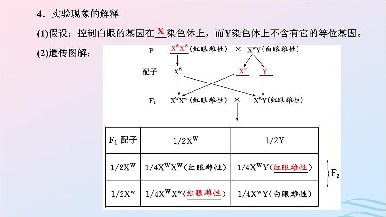 2024春新教材高中生物第2章基因和染色体的关系第2节基因在染色体上课件（人教版必修2）05