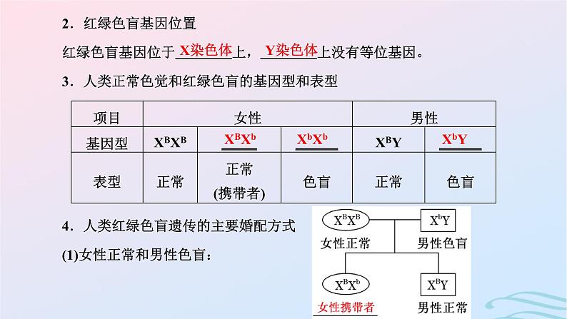 2024春新教材高中生物第2章基因和染色体的关系第3节伴性遗传课件（人教版必修2）03