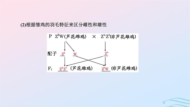 2024春新教材高中生物第2章基因和染色体的关系第3节伴性遗传课件（人教版必修2）07