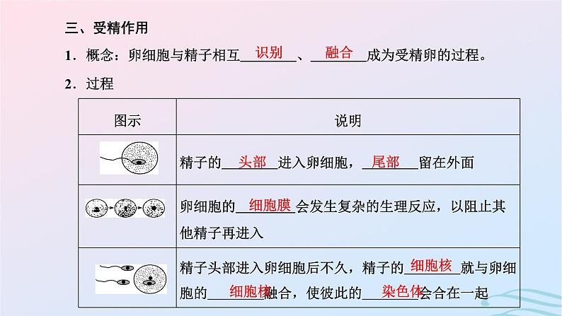 2024春新教材高中生物第2章基因和染色体的关系第1节减数分裂和受精作用第2课时受精作用课件（人教版必修2）04