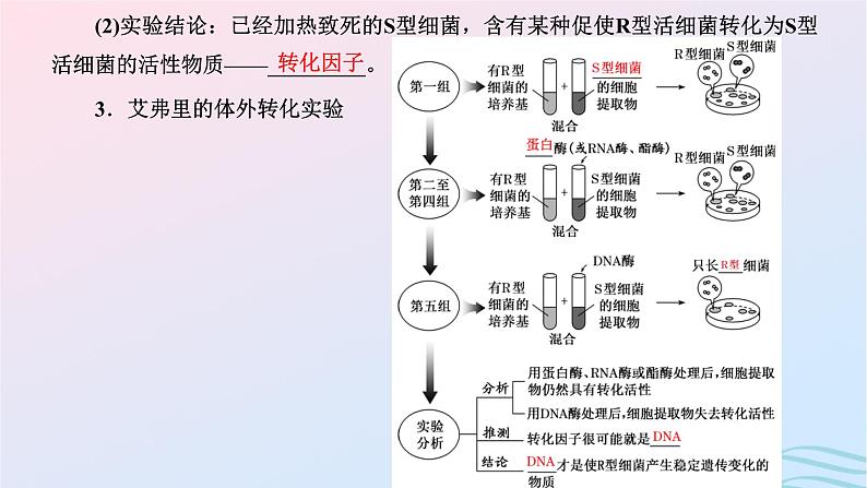 2024春新教材高中生物第3章基因的本质第1节DNA是主要的遗传物质课件（人教版必修2）第7页