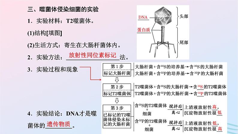 2024春新教材高中生物第3章基因的本质第1节DNA是主要的遗传物质课件（人教版必修2）第8页