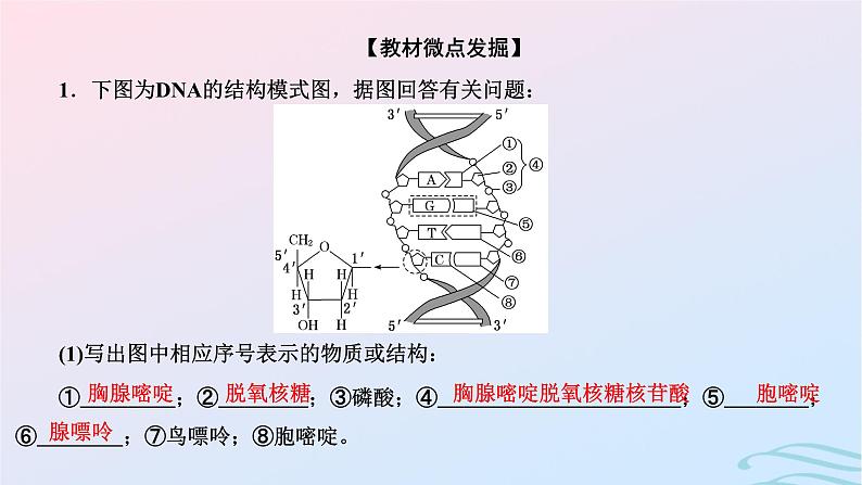 2024春新教材高中生物第3章基因的本质第2节DNA的结构课件（人教版必修2）06