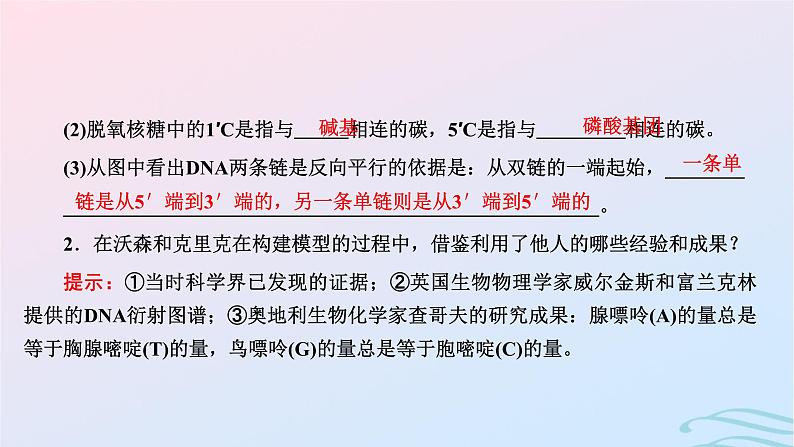 2024春新教材高中生物第3章基因的本质第2节DNA的结构课件（人教版必修2）07