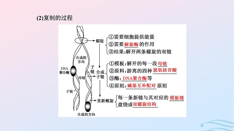 2024春新教材高中生物第3章基因的本质第34节DNA的复制基因通常是有遗传效应的DNA片段课件（人教版必修2）第6页