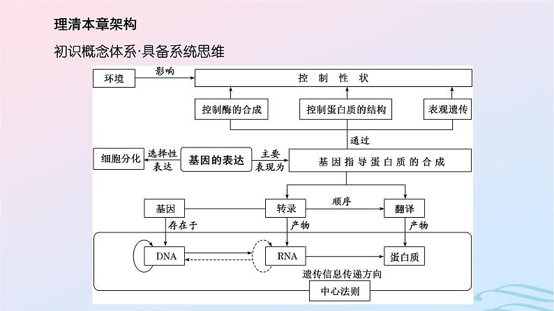 2024春新教材高中生物第4章基因的表达第1节基因指导蛋白质的合成课件（人教版必修2）03