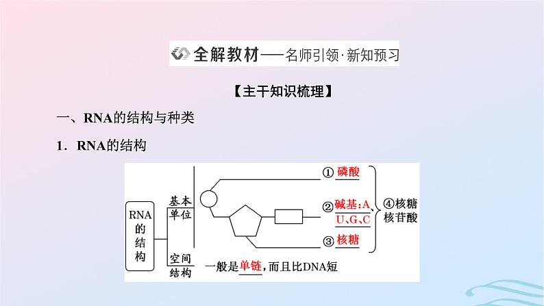 2024春新教材高中生物第4章基因的表达第1节基因指导蛋白质的合成课件（人教版必修2）05