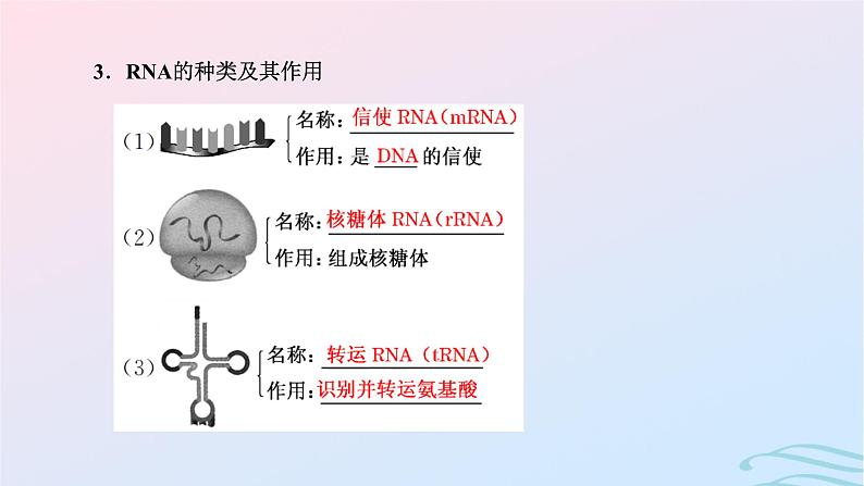 2024春新教材高中生物第4章基因的表达第1节基因指导蛋白质的合成课件（人教版必修2）07