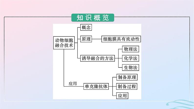 2024春高中生物第2章细胞工程第2节第2课时动物细胞融合技术与单克隆抗体课件（人教版选择性必修3）03