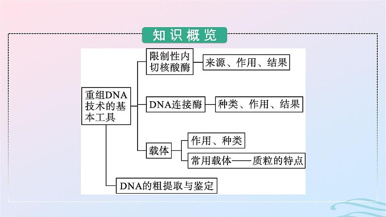 2024春高中生物第3章基因工程第1节重组DNA技术的基本工具课件（人教版选择性必修3）第3页