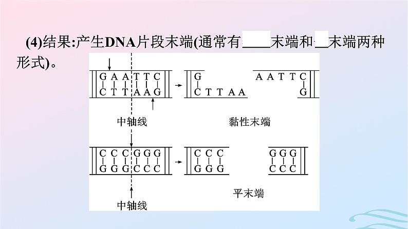 2024春高中生物第3章基因工程第1节重组DNA技术的基本工具课件（人教版选择性必修3）第8页