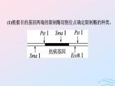 2024春高中生物第3章基因工程微专题三基因工程及其应用课件（人教版选择性必修3）