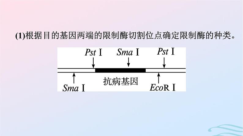 2024春高中生物第3章基因工程微专题三基因工程及其应用课件（人教版选择性必修3）04