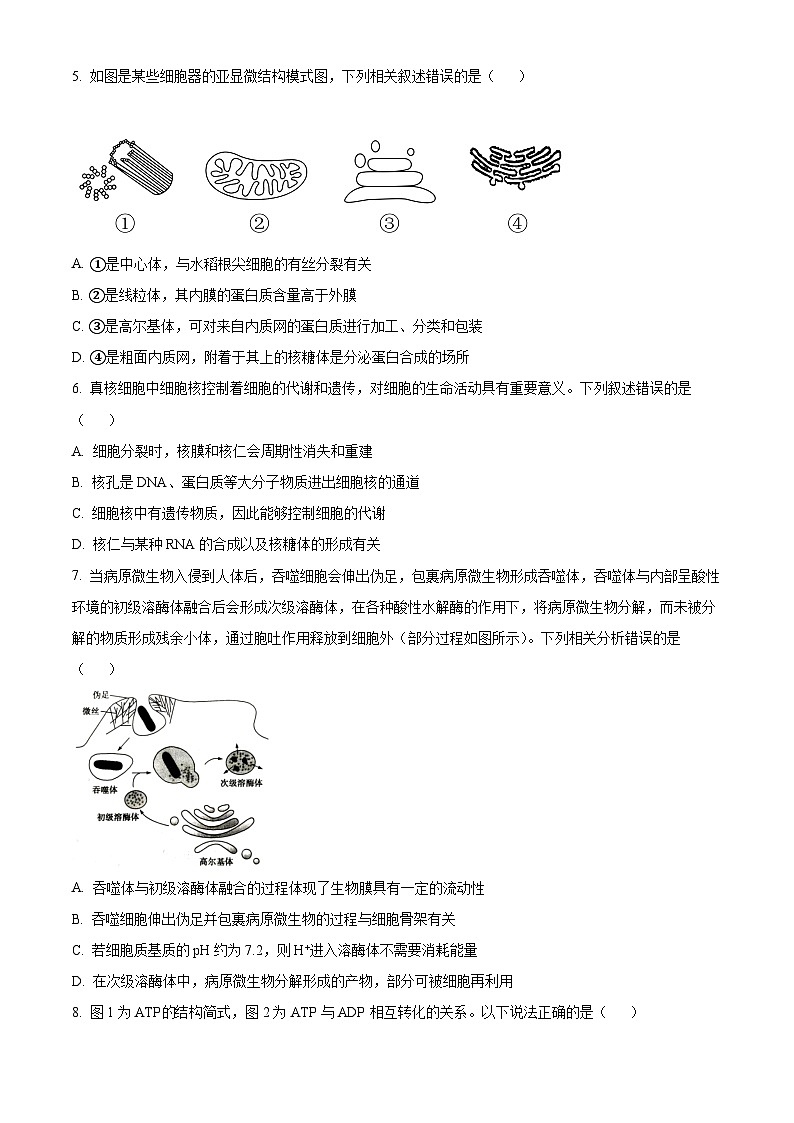 安徽省合肥市六校联盟2023-2024学年高一1月期末生物试题  Word版无答案第2页