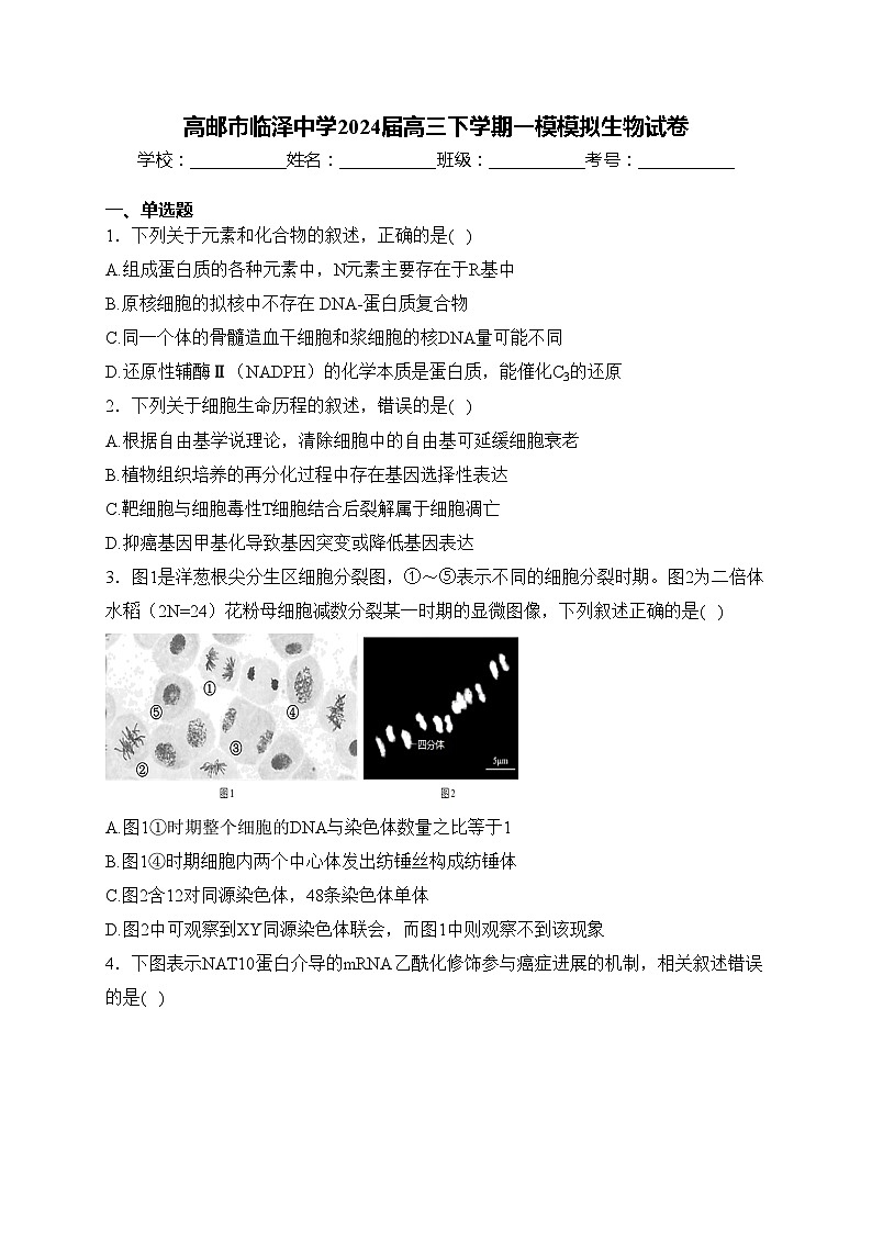 高邮市临泽中学2024届高三下学期一模模拟生物试卷(含答案)第1页