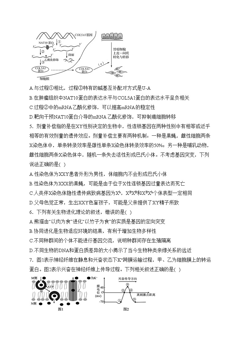 高邮市临泽中学2024届高三下学期一模模拟生物试卷(含答案)第2页