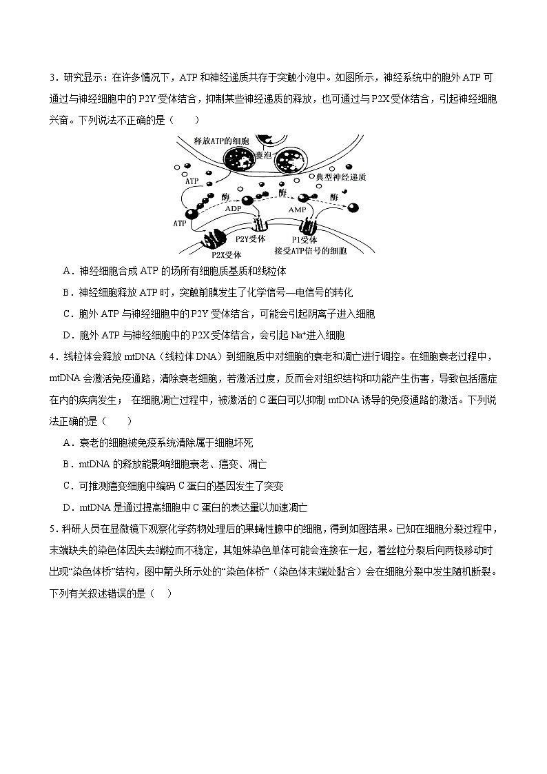 2024年九省新高考第二次模拟考试卷：生物（贵州、甘肃专用）（考试版）A402