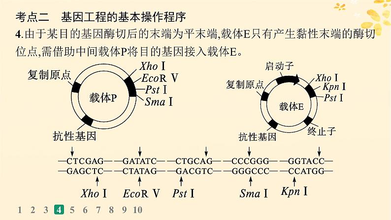 备战2025届新高考生物一轮总复习第10单元生物技术与工程课时规范练52基因工程的基本工具与操作程序课件08