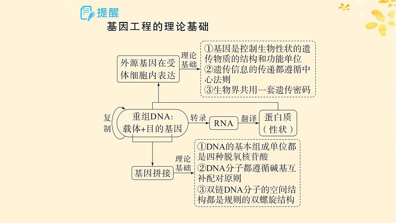 备战2025届新高考生物一轮总复习第10单元生物技术与工程第52讲基因工程的基本工具与操作程序课件第5页