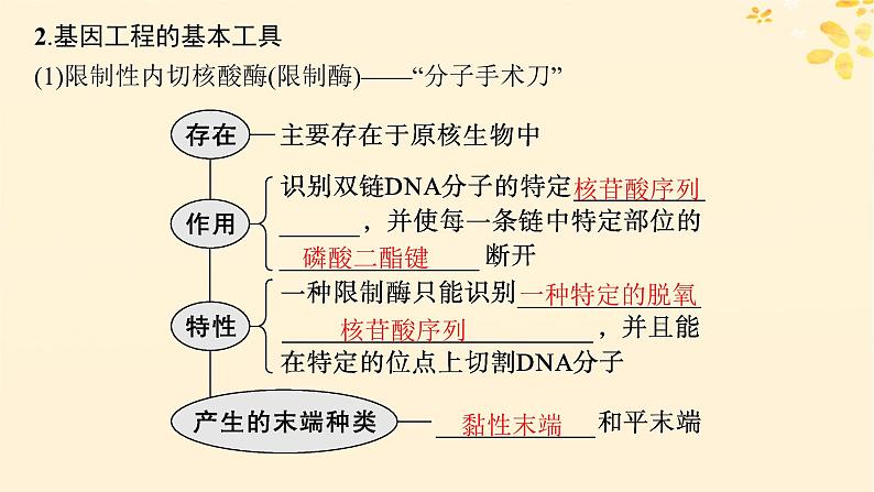 备战2025届新高考生物一轮总复习第10单元生物技术与工程第52讲基因工程的基本工具与操作程序课件第6页