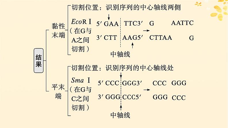 备战2025届新高考生物一轮总复习第10单元生物技术与工程第52讲基因工程的基本工具与操作程序课件第7页