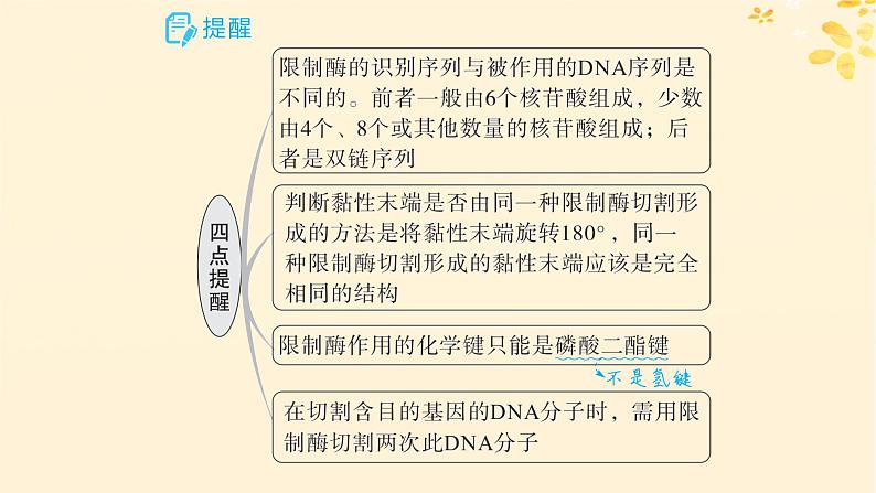 备战2025届新高考生物一轮总复习第10单元生物技术与工程第52讲基因工程的基本工具与操作程序课件第8页