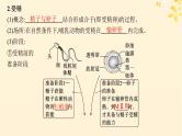 备战2025届新高考生物一轮总复习第10单元生物技术与工程第51讲胚胎工程课件
