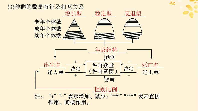 备战2025届新高考生物一轮总复习第9单元生物与环境第41讲种群及其动态课件07